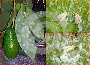 Nesting whitefly on an avocado