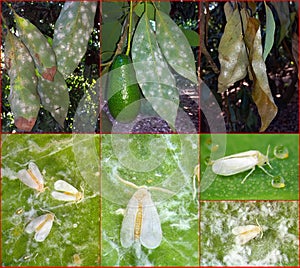 Nesting whitefly on an avocado