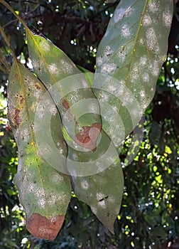 Nesting whitefly on an avocado