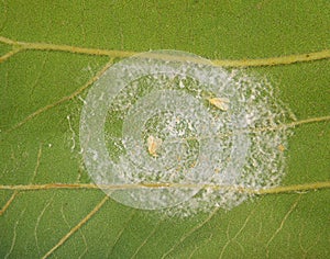 Nesting whitefly on mango leaf