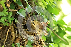 A Nesting wren.