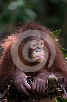 Nestingl Orangutan