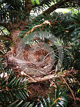 nestle in the tree photo