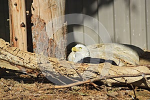 Nestled in a forest area sits an American bald eagle