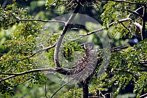 Nestling Asian Oriental Darter