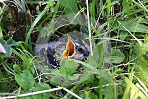 Nestling bird in the grass. Yellow-beaked nestling starling sits in the grass and waiting for parents. Thrown out of the photo