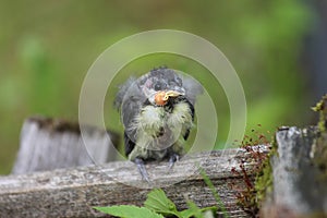 A nestling bird. The Leningrad Region, Russia.