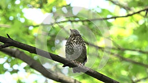 Nestling of the Bird Thrush Fieldfare Turdus pilaris sitting on a branch in a park in spring