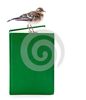 Nestling of bird (wagtail) on book