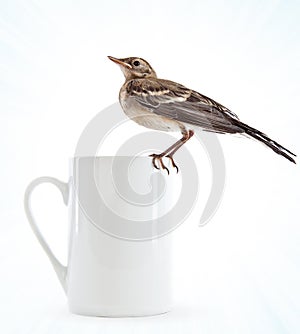 Nestling of bird (wagtail) on cup