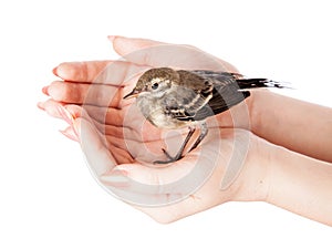 Nestling of bird (wagtail) on hand