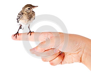 Nestling of bird (wagtail) on hand