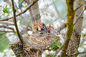 Nestling birds sitting in their nest on blooming tree and waiting for feeding. Young birds with orange beak. Baby birds in spring