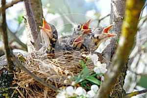Nestling birds sitting in their nest on blooming tree and waiting for feeding. Young birds with orange beak. Baby birds in spring