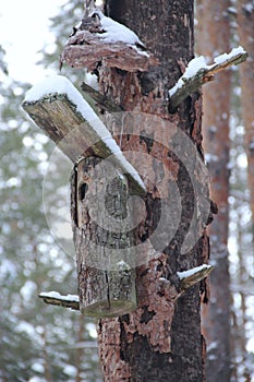 Birdhouse on crumpled pine tree in winter forest. Nestling box in wood