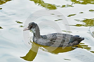 Nestling of Common Coot