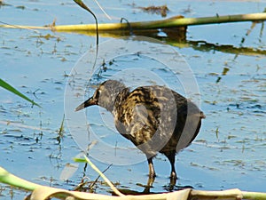 Nestling coots