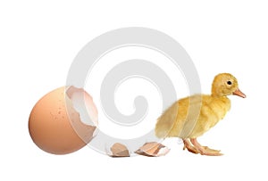 The nestling the duck and shell of egg