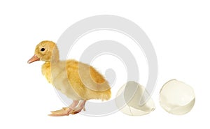 The nestling the duck and shell of egg