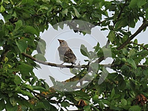 Nestling fieldfare lat. Turdus pilaris on a tree cherry-plum