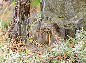 Nestling flew out of the nest and takes the first steps on the ground