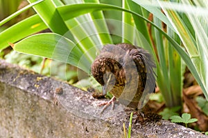 The nestling flew out of the nest, waiting for the feeding, sleeping