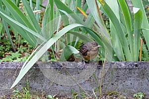 The nestling flew out of the nest and waits for the feeding