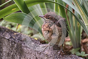 The nestling flew out of the nest and waits for the feeding. Common blackbird. Natural habitat. Photohunting