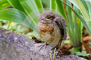 The nestling flew out of the nest and waits for the feeding. Common blackbird. Photohunting