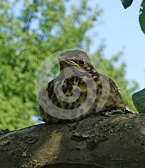 Nestling Gray Thrush Close-up