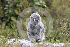 Nestling Great Gray Owl sitting on a log