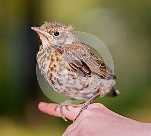 Nestling in the hands