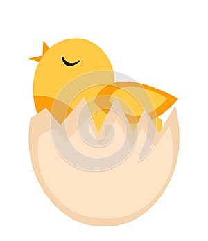 Nestling hatched from egg, yellow chicken icon, flat style. on white background. Vector illustration, clip-art.