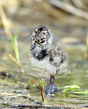 The nestling of lapwing