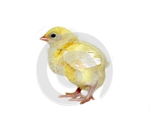 Nestling little yellow chick