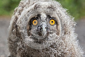 Nestling long-eared owl portrait, Asio otus