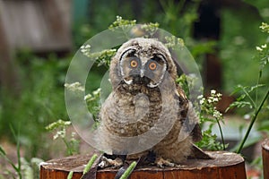 Nestling Long-eared Owl