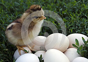 Nestling on nature stands on the eggs and looks at them