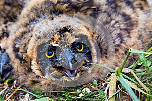 Nestling of short-eared owl