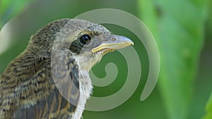 Nestling Sitting on a Tree Branch in Green Forest. Muzzle of Bird or Chick