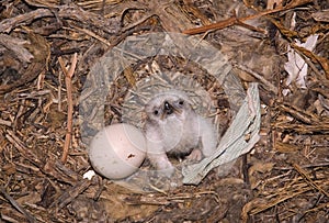 Nestling steppe eagle Aquila nipalensis