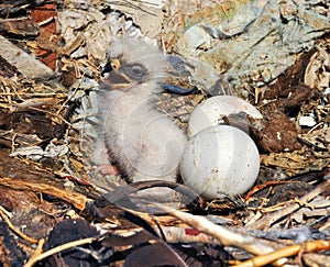 Nestling Steppe Eagle Aquila nipalensis photo