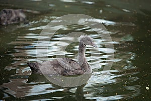 Nestling swan swimming in a pond