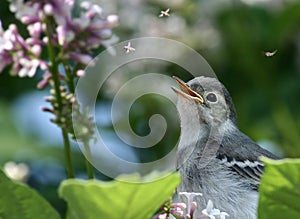 Nestling of a wagtail.