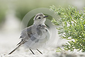 Nestling of White wagtail Motacilla alba, young bird walking on sandland