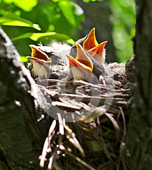 Nestlings