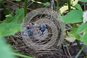 The nestlings.
