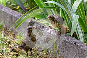 Nestlings with open beaks sit in the nest