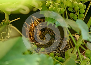 Nestlings with open beaks sit in the nest