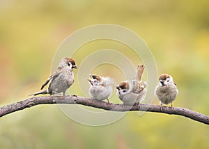 Nestlings, and the parent of a Sparrow sitting on a branch little beaks Agape